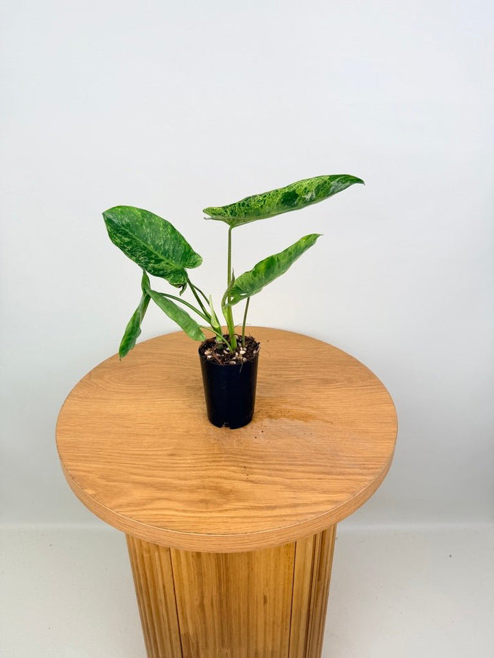 Philodendron Paraiso Verde | Uprooted