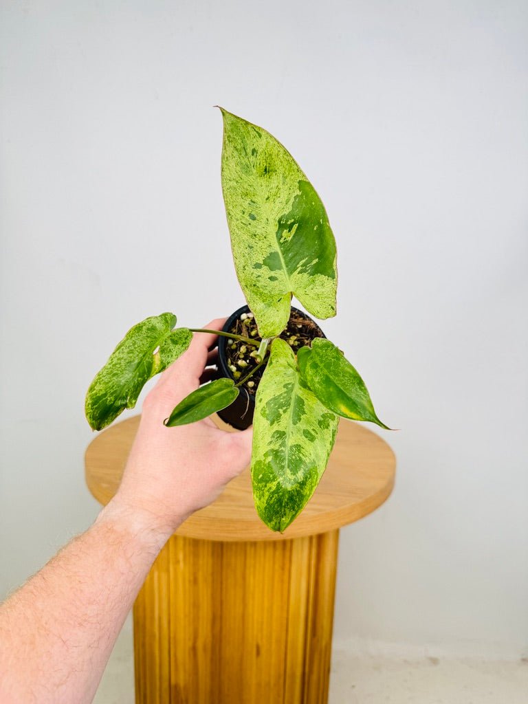 Philodendron Paraiso Verde | Uprooted