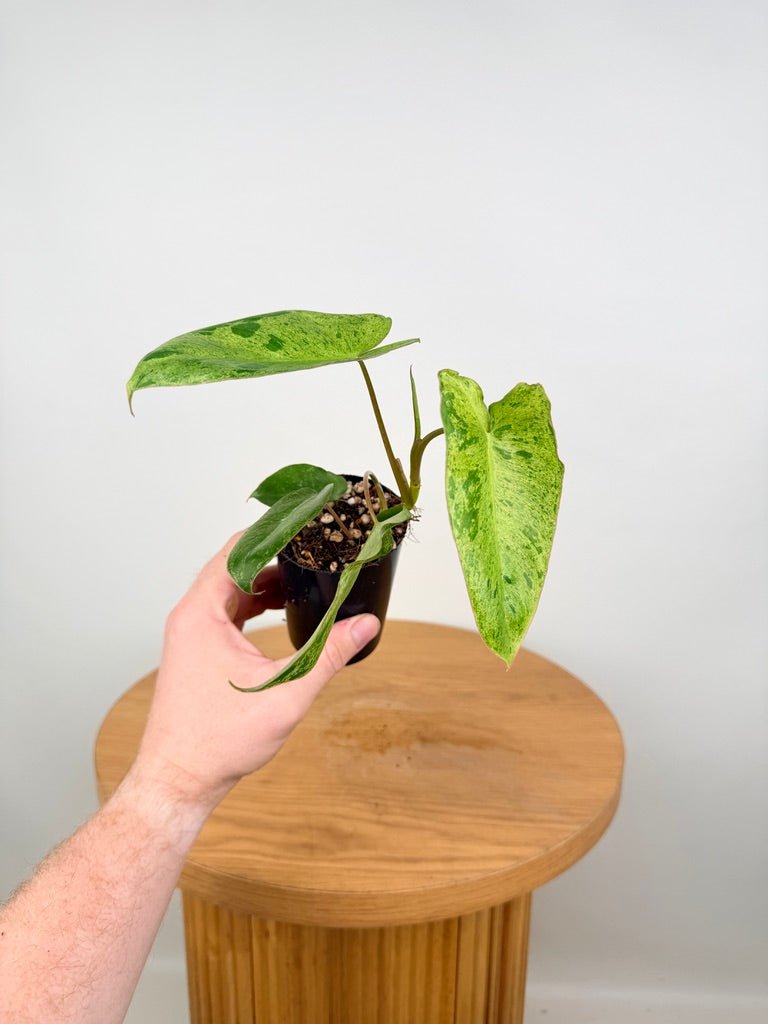 Philodendron Paraiso Verde | Uprooted