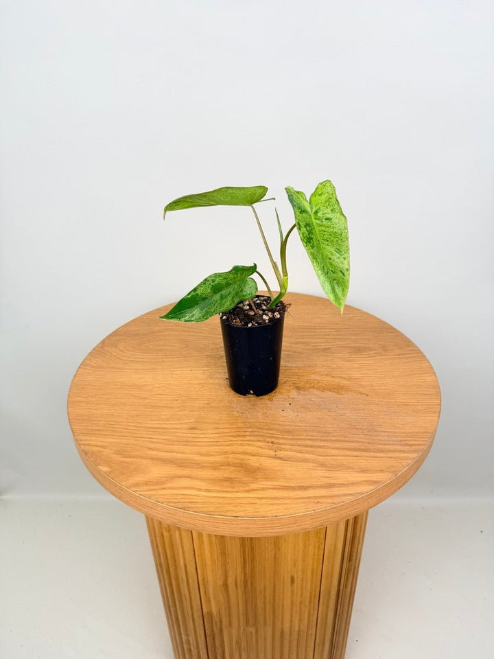 Philodendron Paraiso Verde | Uprooted