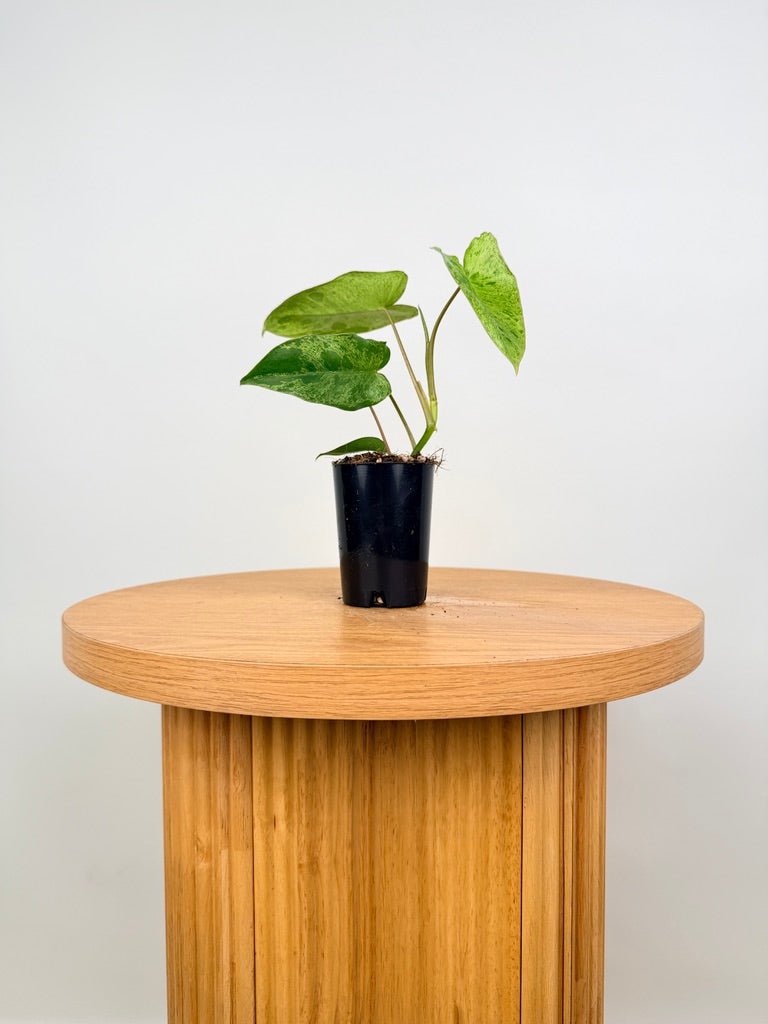 Philodendron Paraiso Verde | Uprooted