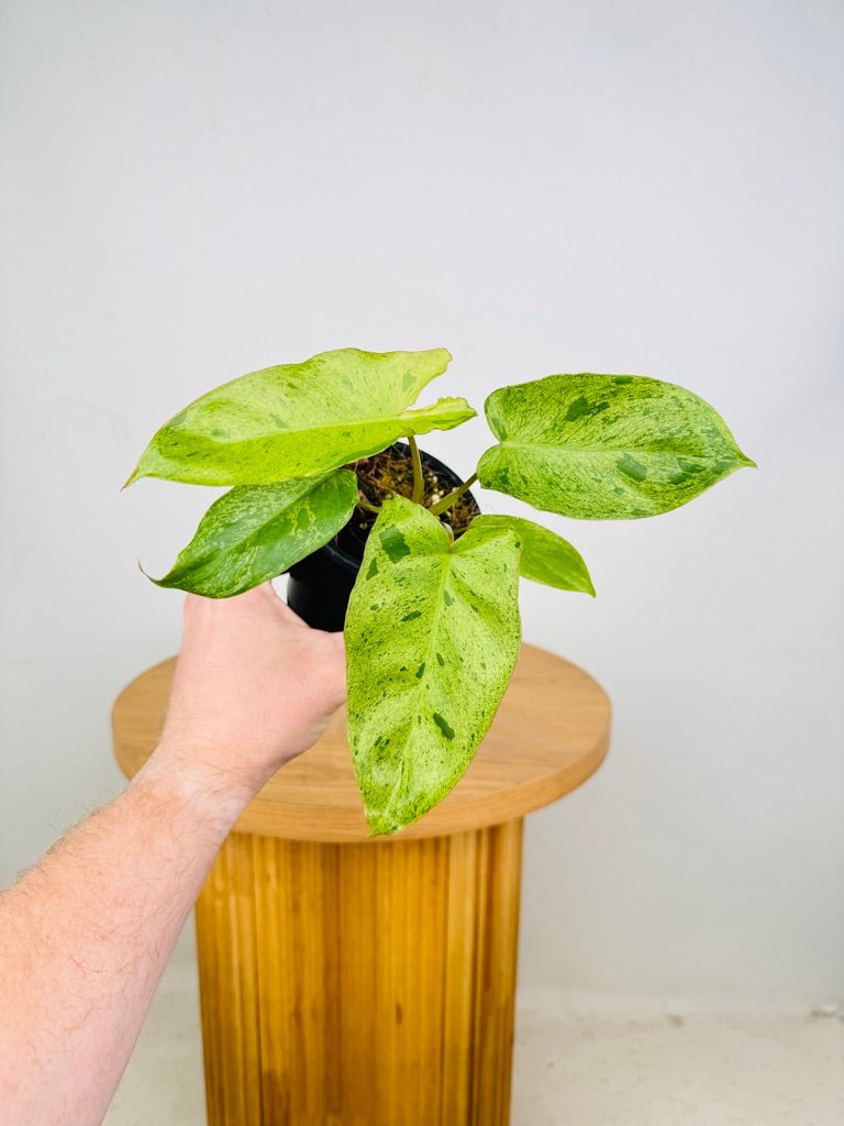 Philodendron Paraiso Verde | Uprooted