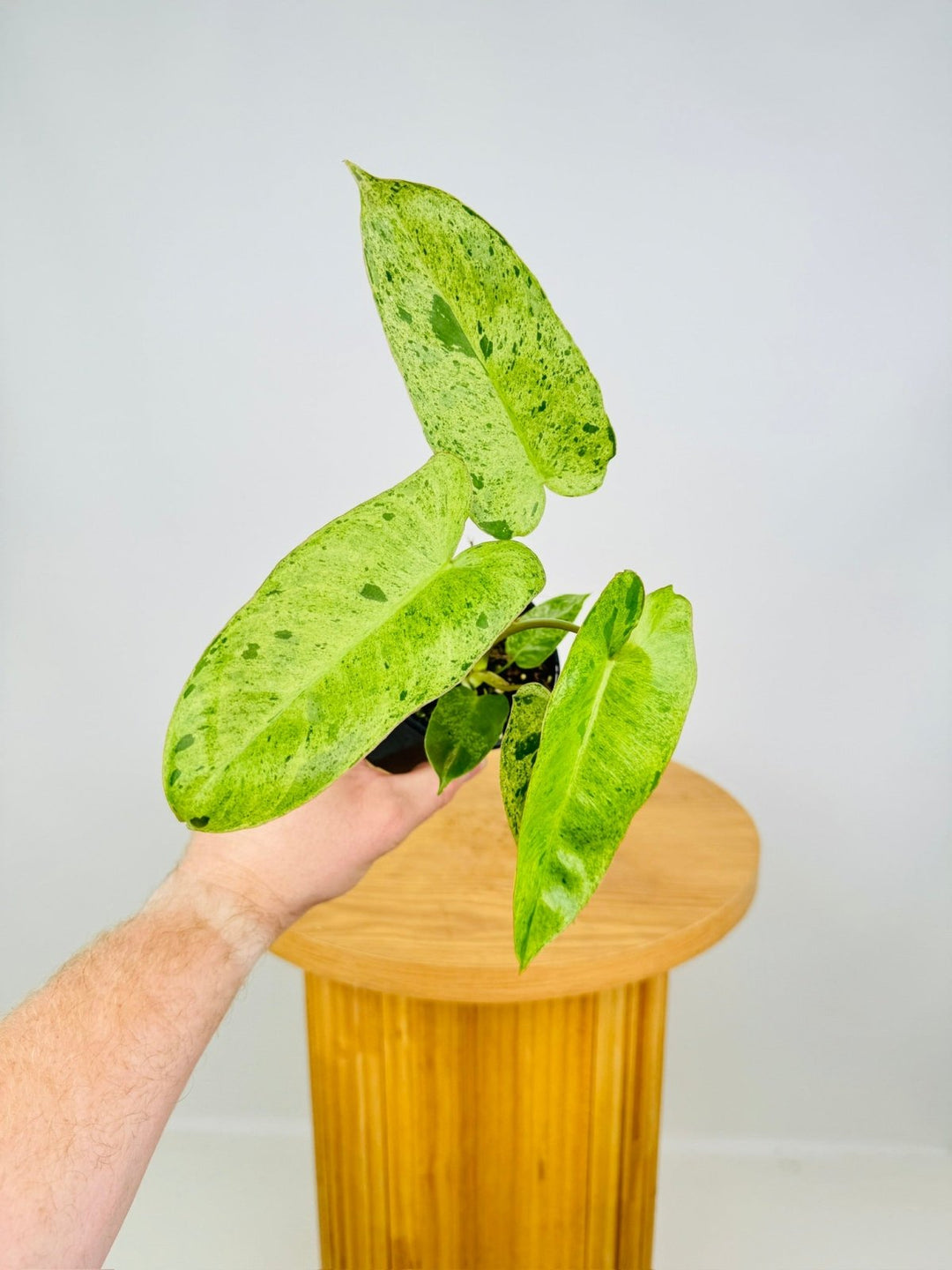 philodendron australia Philodendron Paraiso Verde | Uprooted