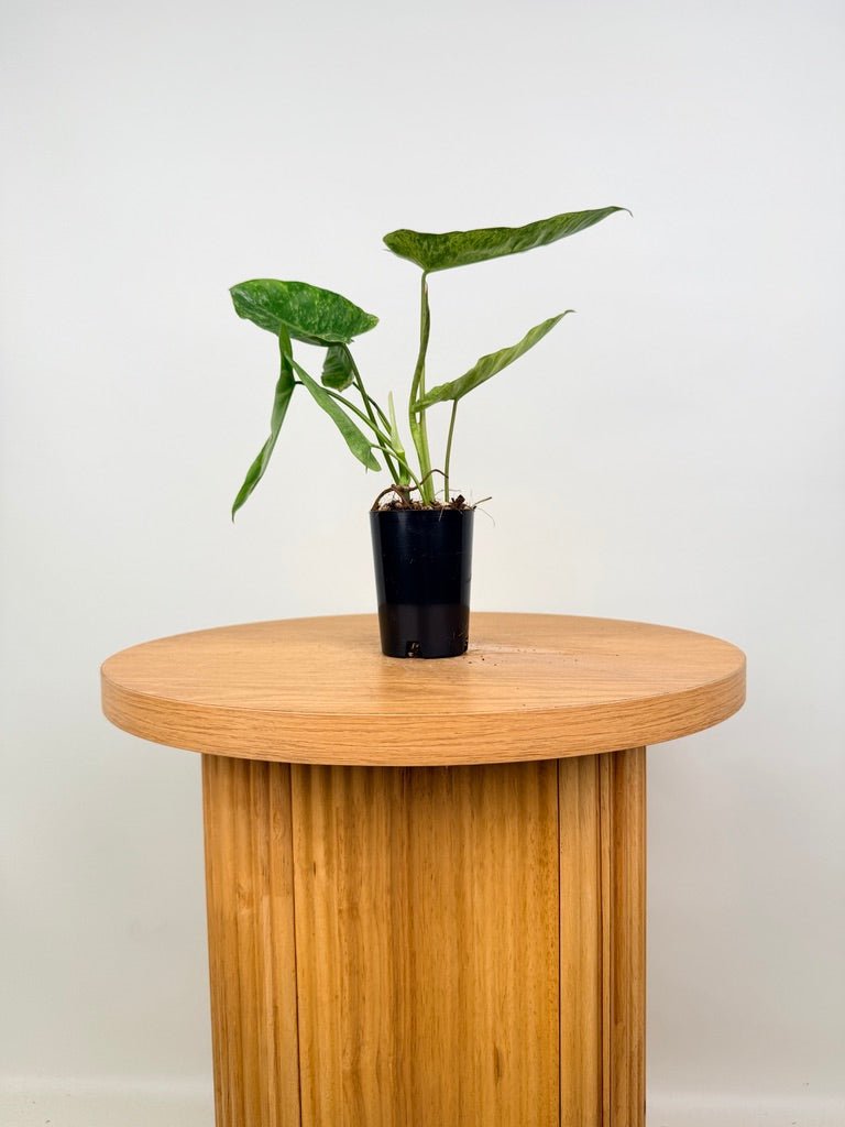 Philodendron Paraiso Verde | Uprooted
