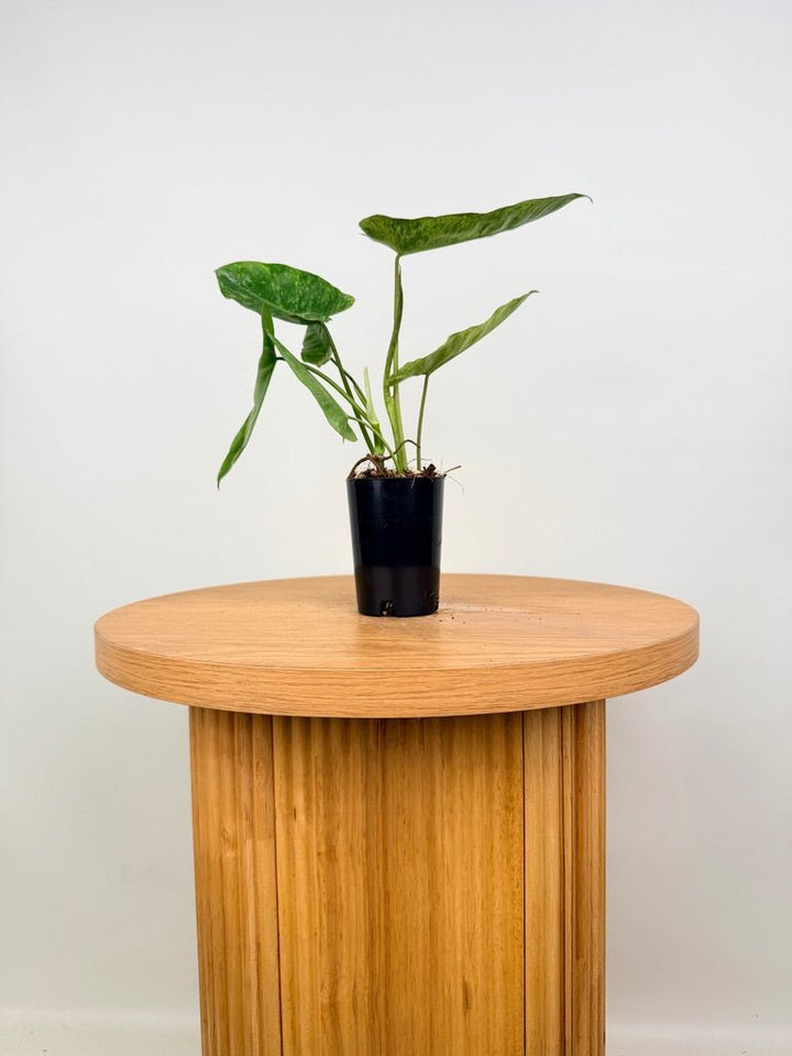 Philodendron Paraiso Verde | Uprooted