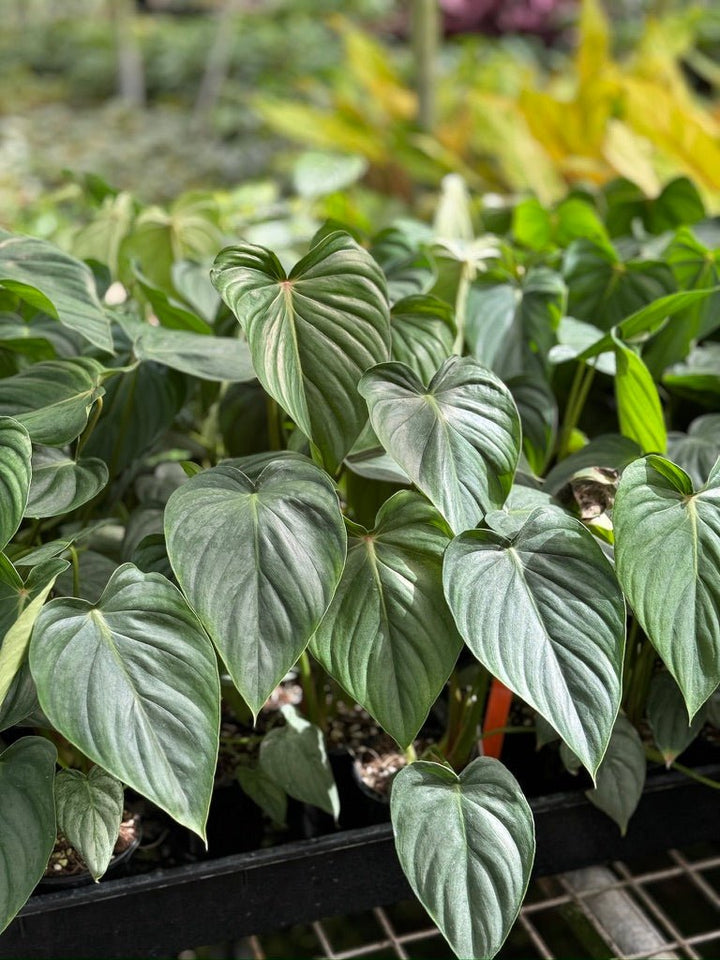 Philodendron Pastazanum Silver | Uprooted