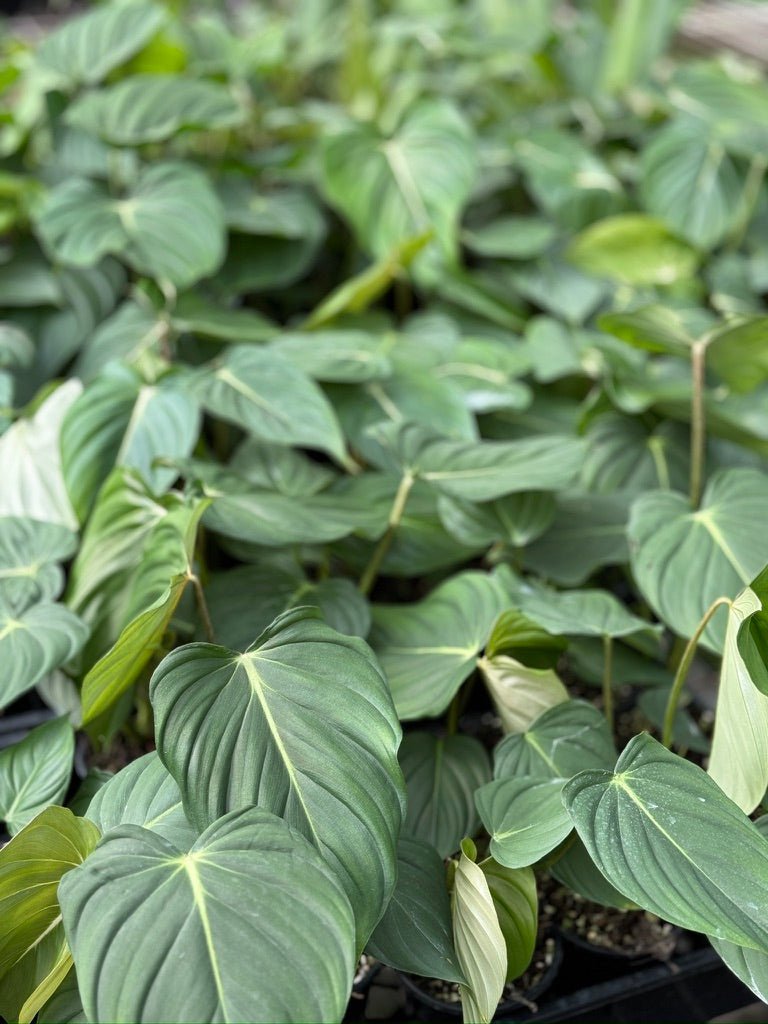 philodendron pastazanum australia Philodendron Pastazanum | Uprooted