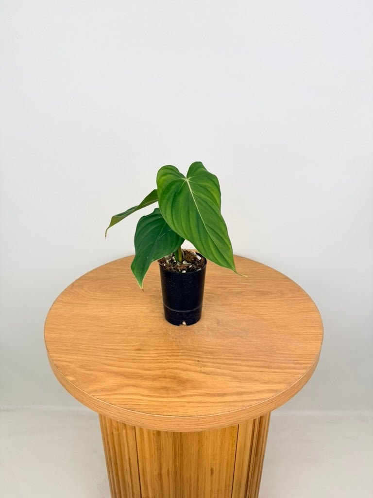 Philodendron Pastazanum | Uprooted