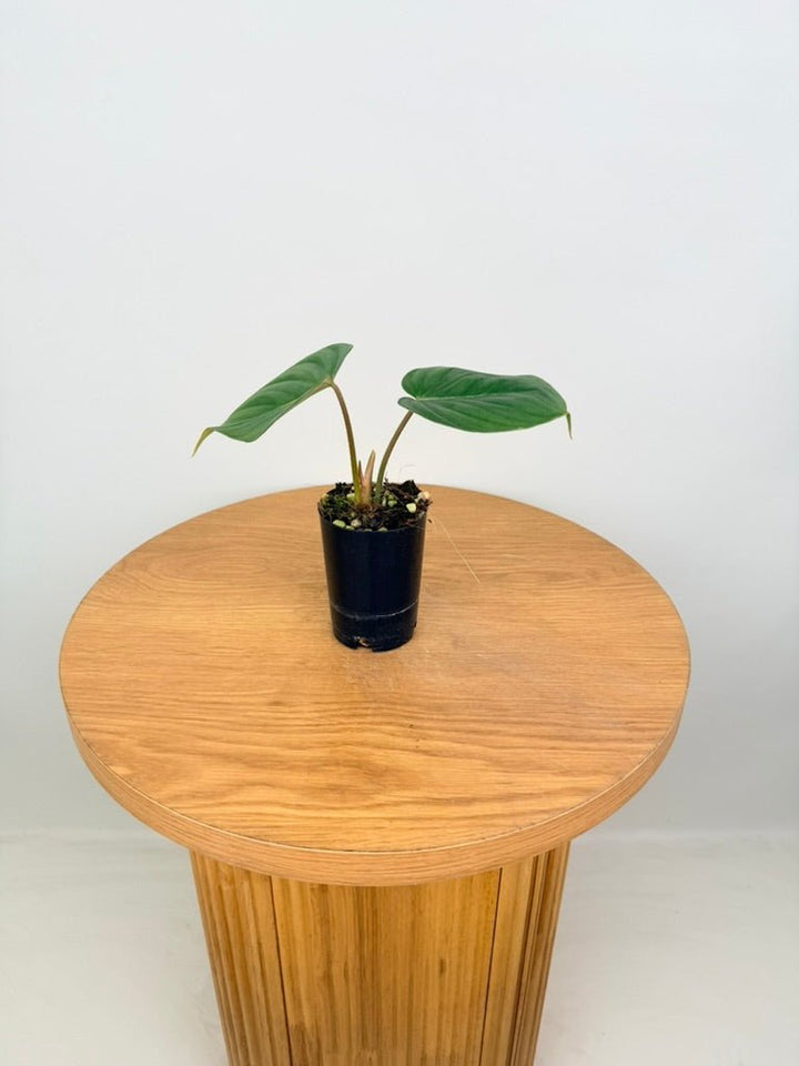 Philodendron Pastazanum | Uprooted