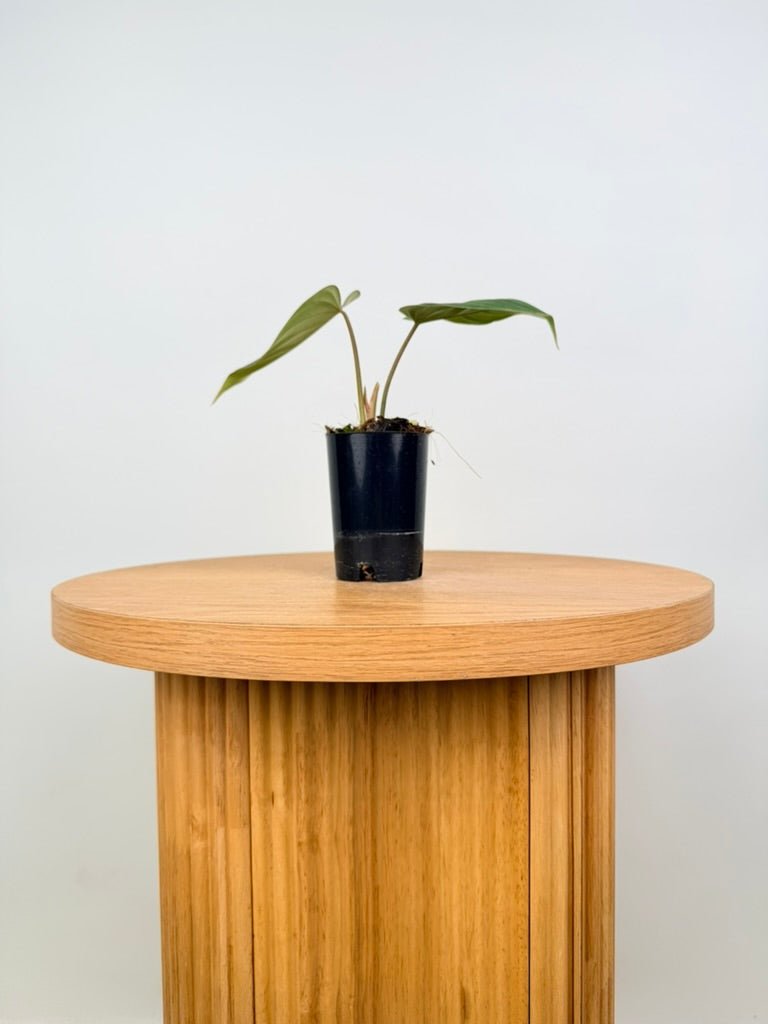 Philodendron Pastazanum | Uprooted