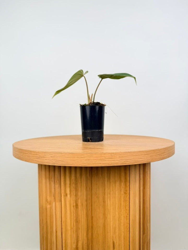 Philodendron Pastazanum | Uprooted