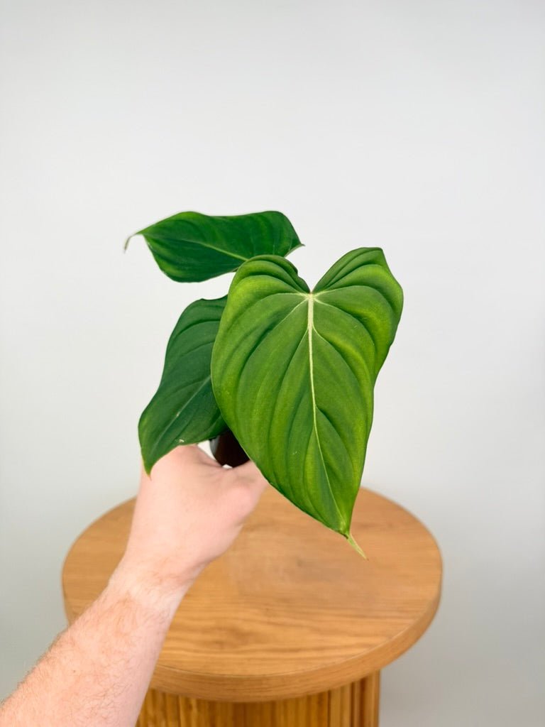 Philodendron Pastazanum | Uprooted
