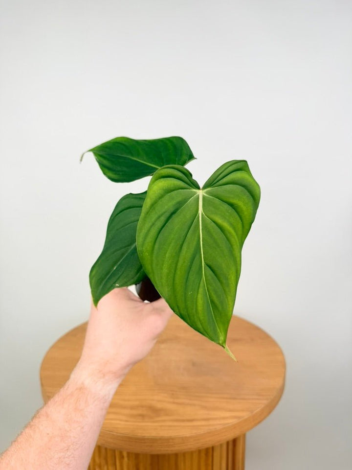 Philodendron Pastazanum | Uprooted
