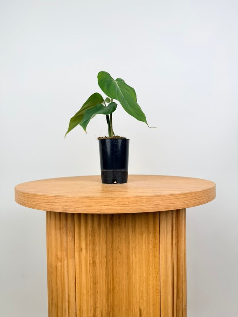 Philodendron Pastazanum | Uprooted