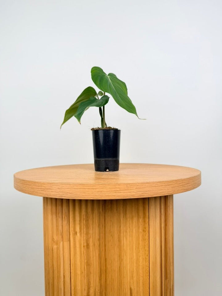 Philodendron Pastazanum | Uprooted