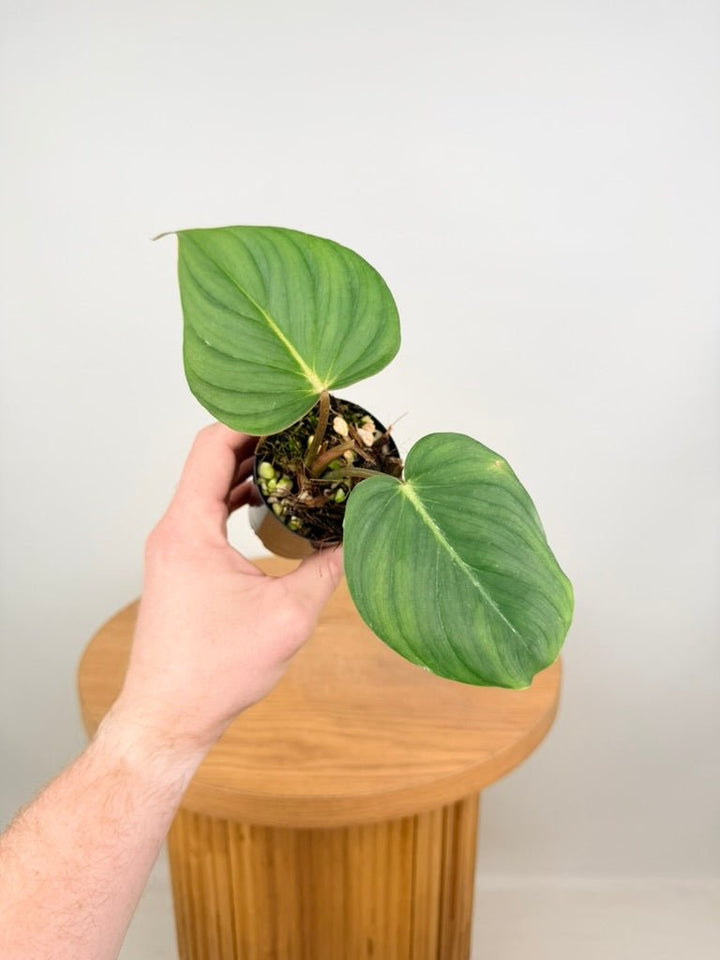 Philodendron Pastazanum | Uprooted