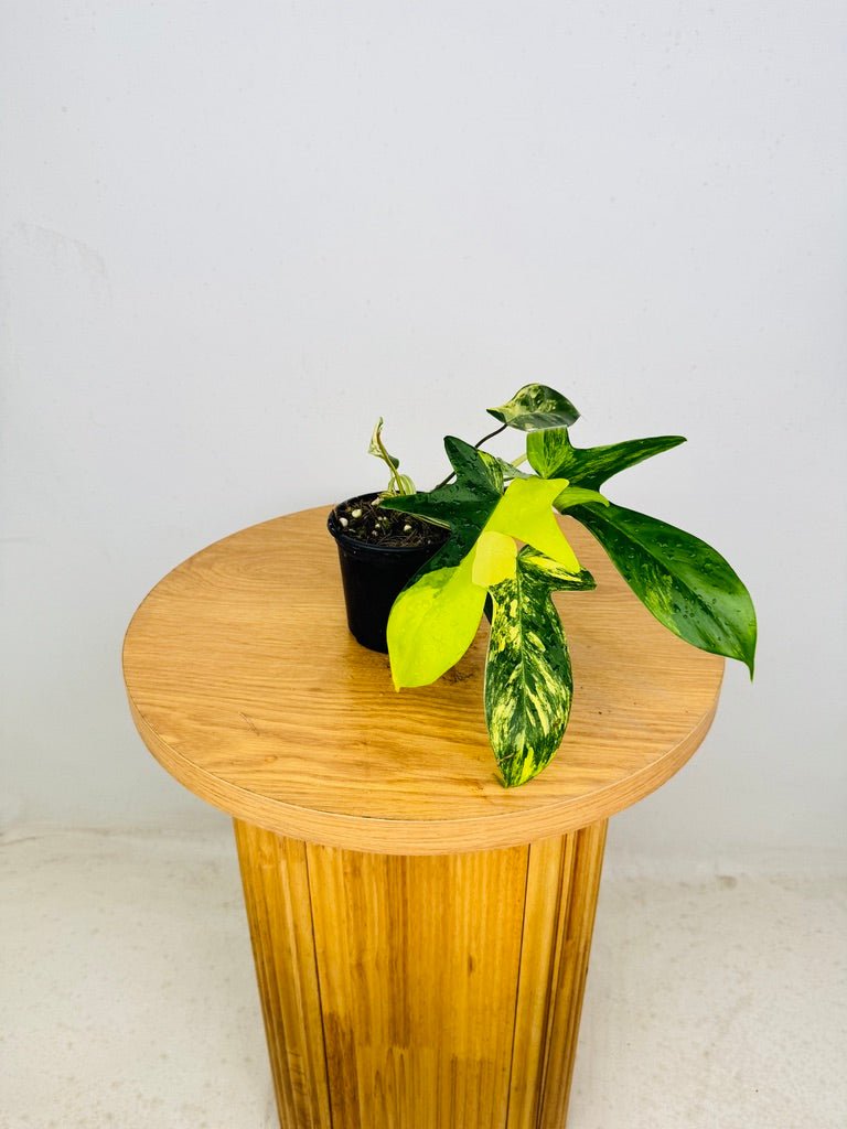 Philodendron Pedatum - Florida Beauty | Uprooted
