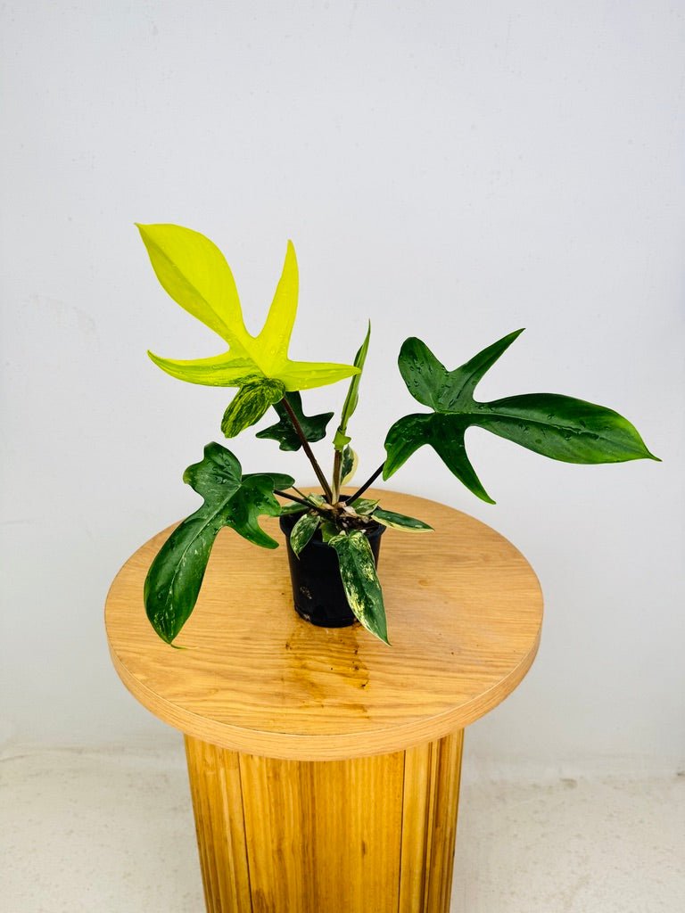 Philodendron Pedatum - Florida Beauty | Uprooted