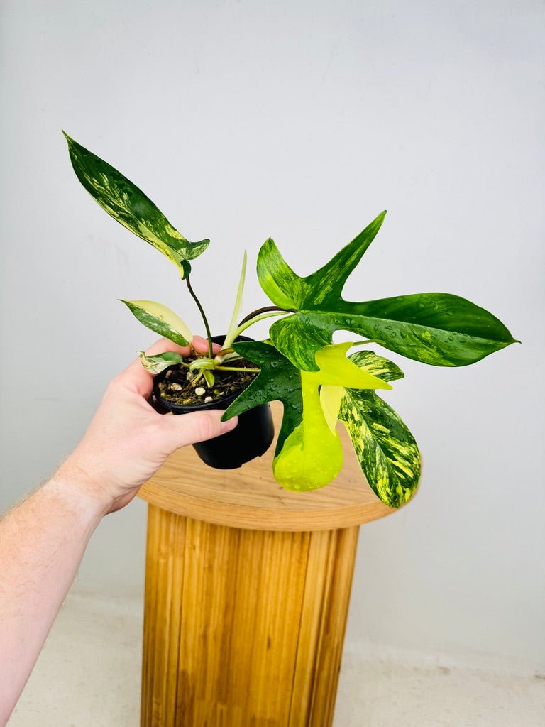 philodendron for sale australia Philodendron Pedatum - Florida Beauty | Uprooted