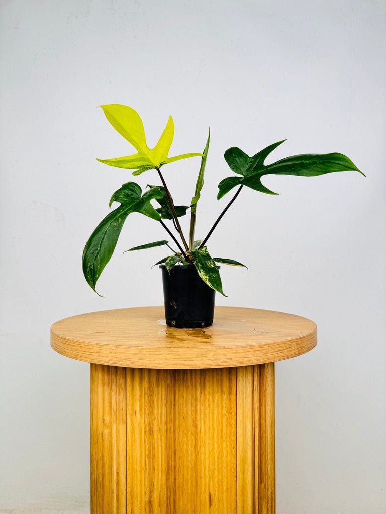 Philodendron Pedatum - Florida Beauty | Uprooted