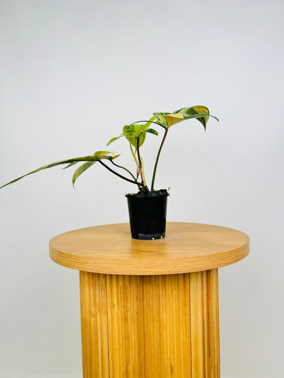 philodendron florida beauty australia Philodendron Pedatum - Florida Beauty | Uprooted