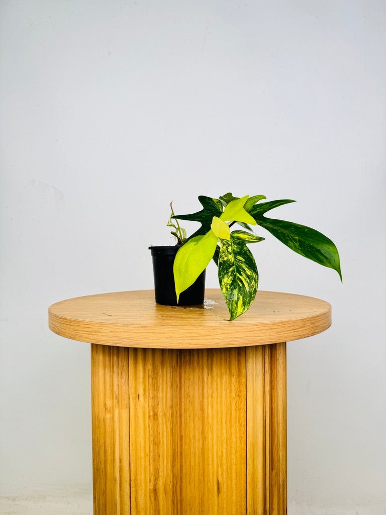 Philodendron Pedatum - Florida Beauty | Uprooted