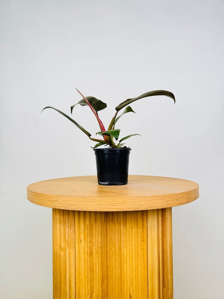 Philodendron Pedatum - Florida Bronze | Uprooted