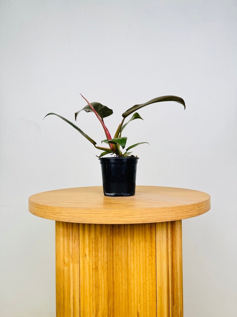 standing philodendron Philodendron Pedatum - Florida Bronze | Uprooted