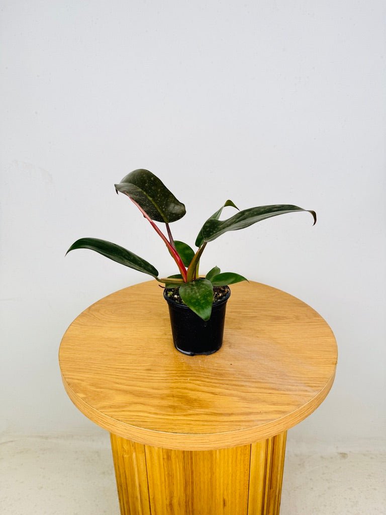 Philodendron Pedatum - Florida Bronze | Uprooted