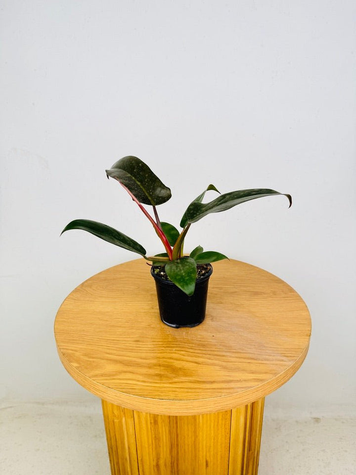 Philodendron Pedatum - Florida Bronze | Uprooted