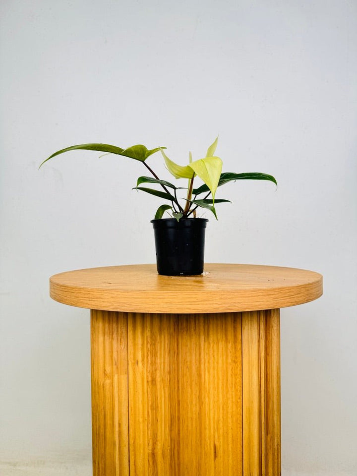 Philodendron Pedatum - Florida Ghost | Uprooted