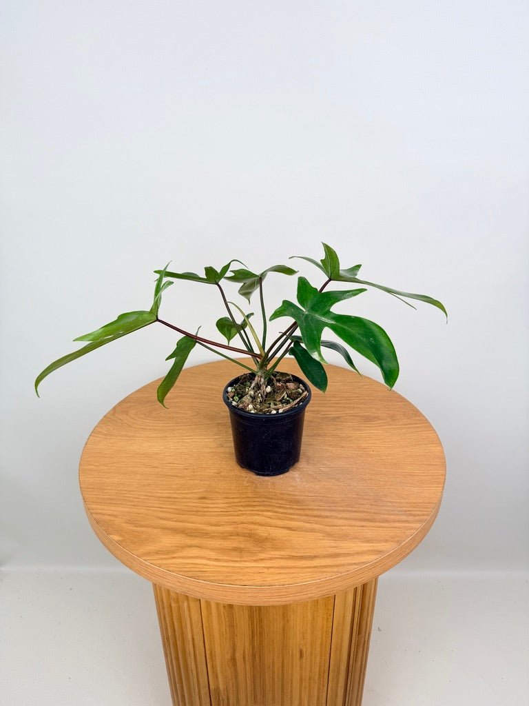 Philodendron Pedatum - Florida Ghost | Uprooted