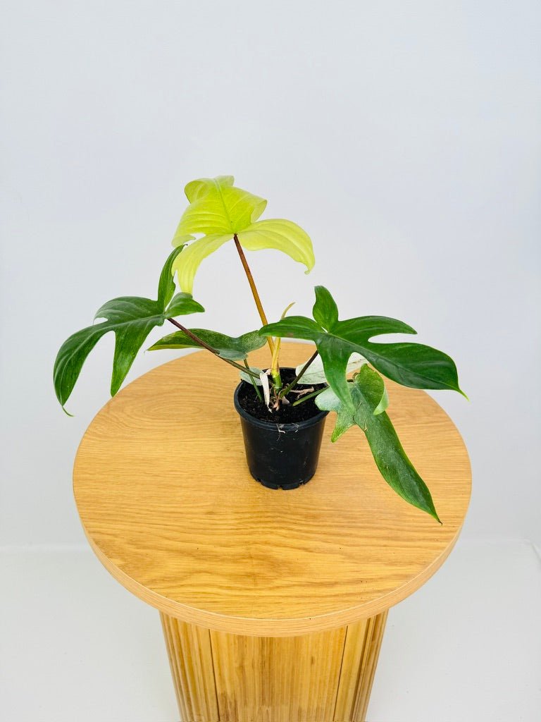 Philodendron Pedatum - Florida Ghost | Uprooted