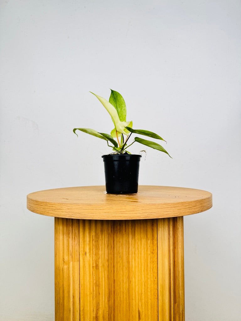 Philodendron Pedatum - Florida Ghost | Uprooted