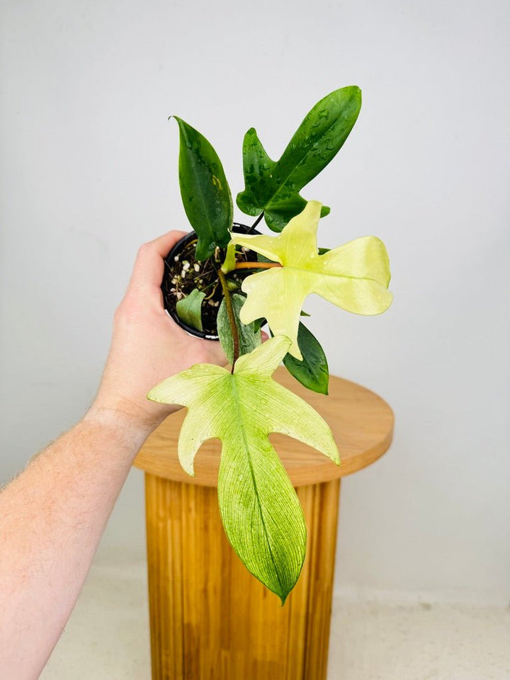 Philodendron Pedatum - Florida Ghost | Uprooted
