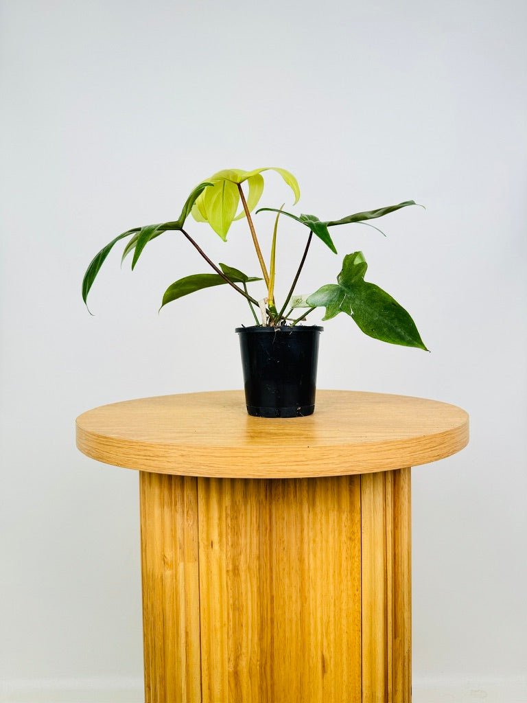 philodendron florida ghost for sale australia Philodendron Pedatum - Florida Ghost | Uprooted