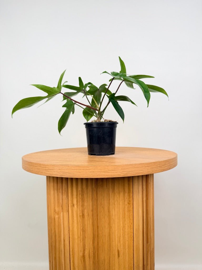 Philodendron Pedatum - Florida Ghost | Uprooted