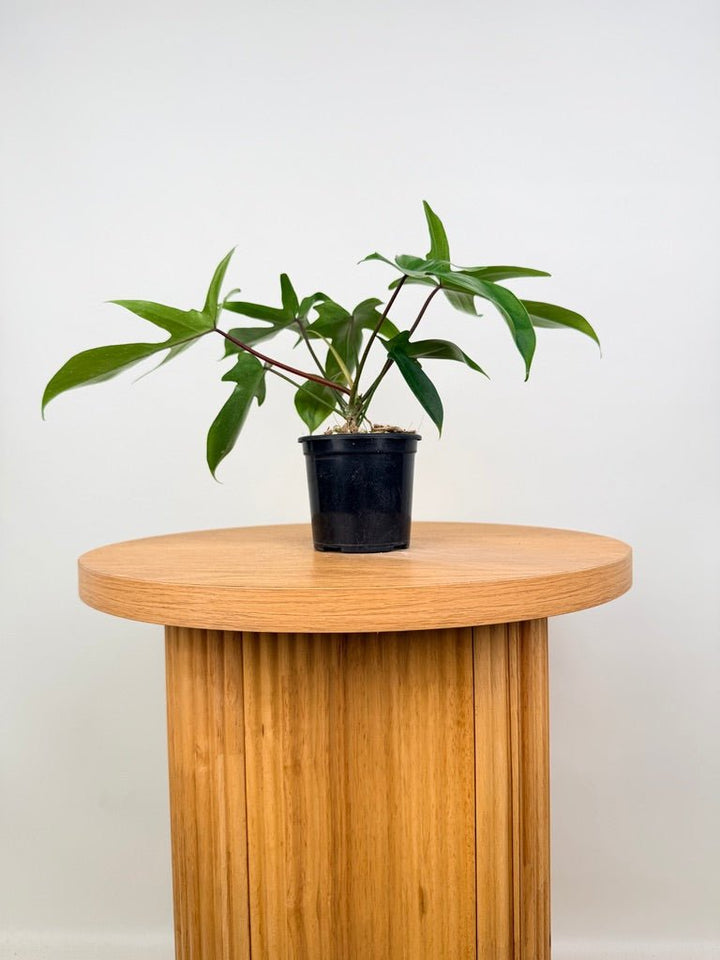 Philodendron Pedatum - Florida Ghost | Uprooted