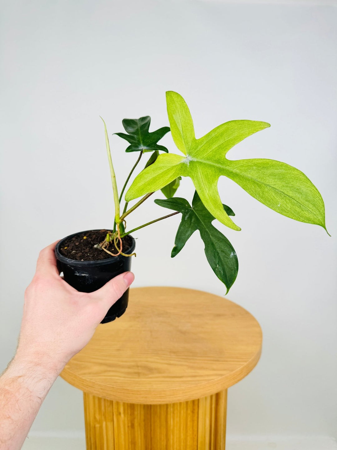 philodendron florida ghost plant for sale Philodendron Pedatum - Florida Ghost | Uprooted