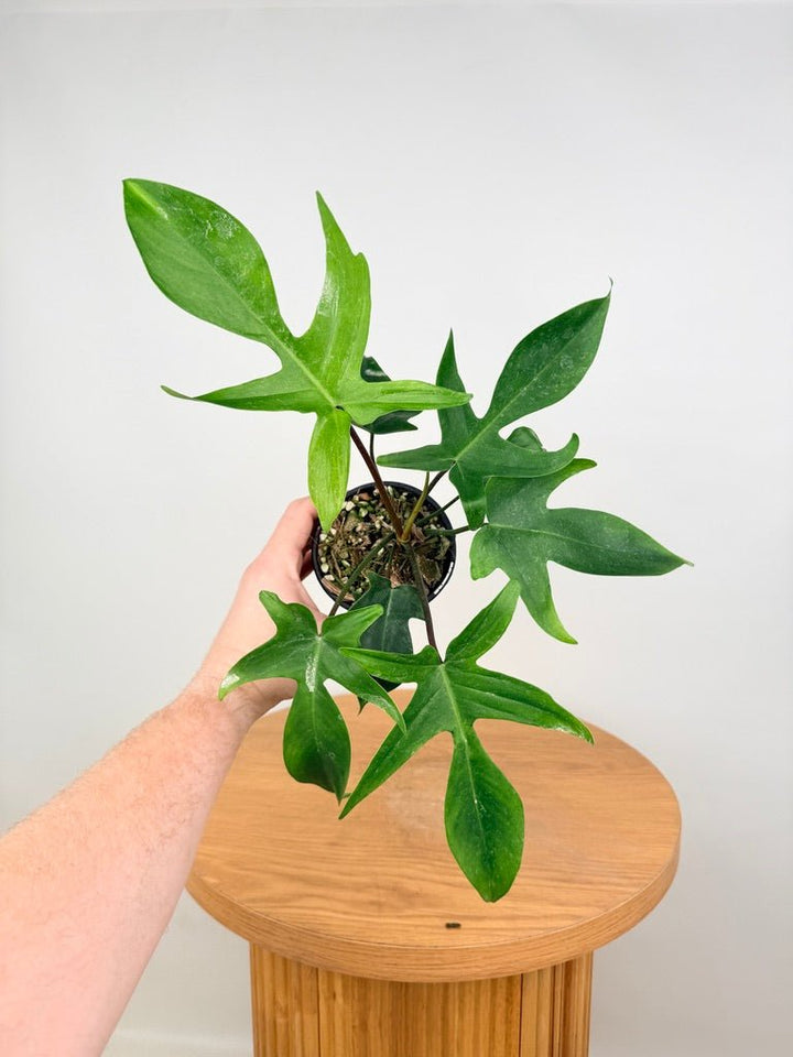 Philodendron Pedatum - Florida Ghost | Uprooted