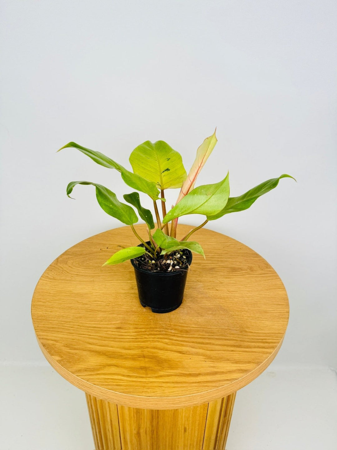 philodendron pinnatifidum Philodendron Pinnatifidum - Snowdrift | Uprooted