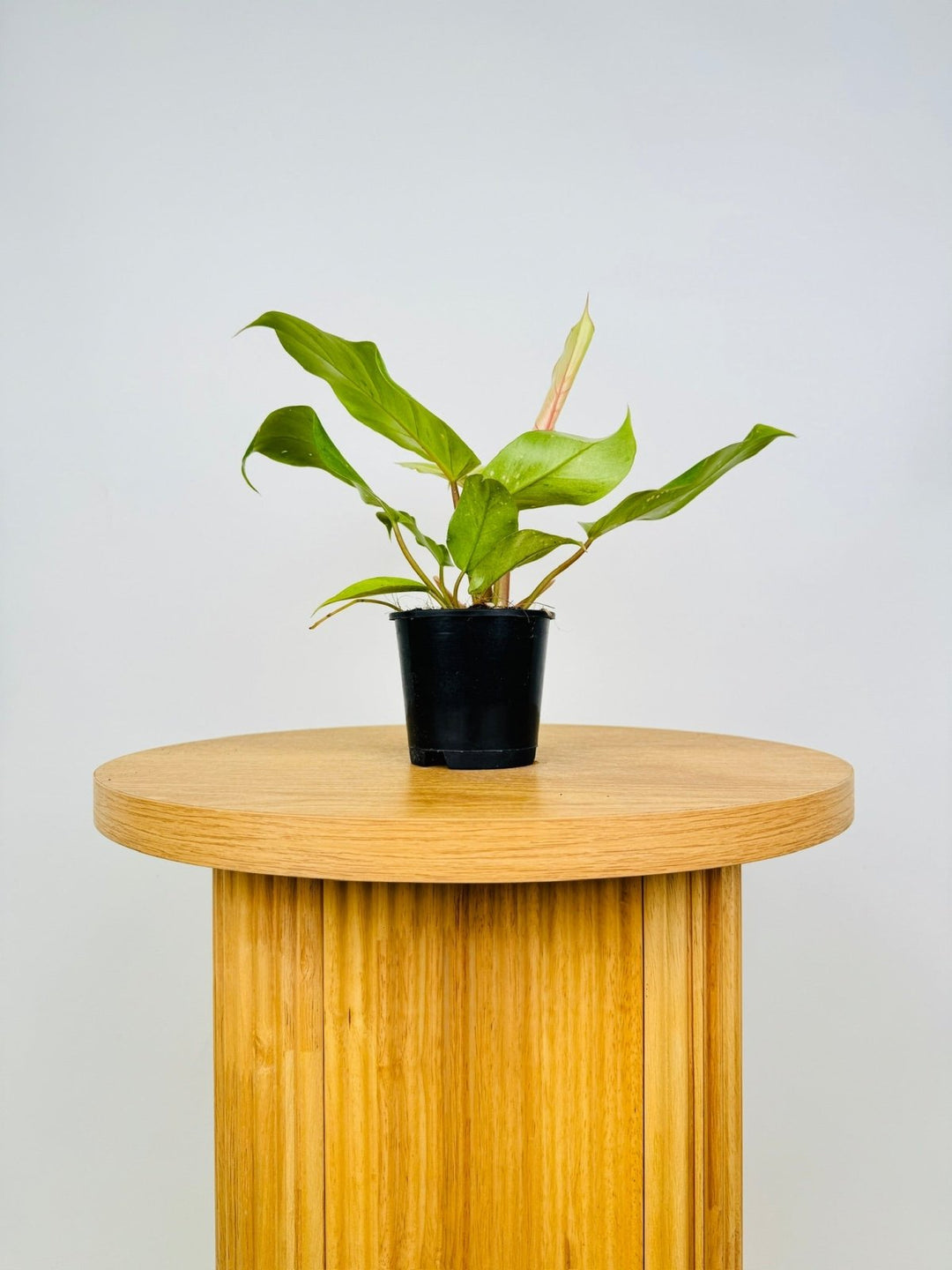 philodendron snowdrift mature size Philodendron Pinnatifidum - Snowdrift | Uprooted