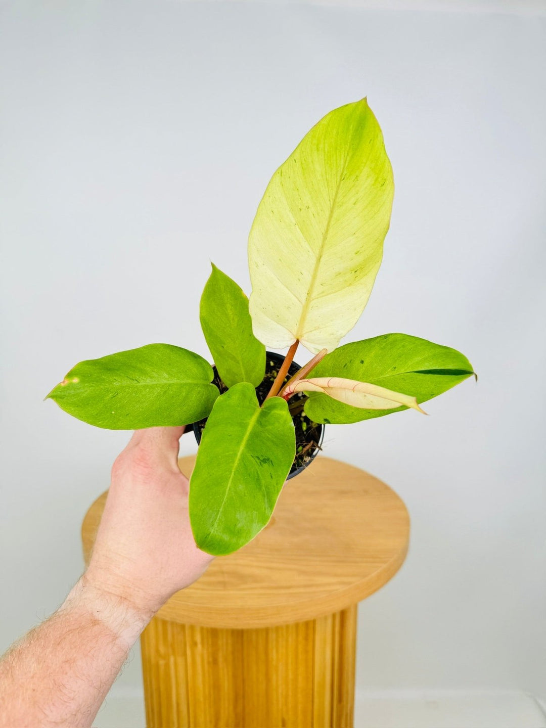 philodendron pinnatifidum Philodendron Pinnatifidum - Snowdrift | Uprooted