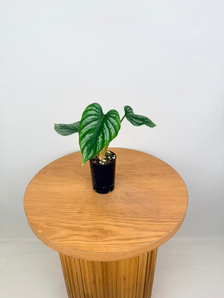 Philodendron Plowmanii - Narrow Form | Uprooted