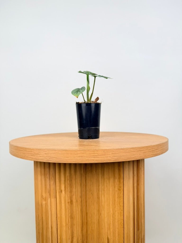 Philodendron Plowmanii - Narrow Form | Uprooted