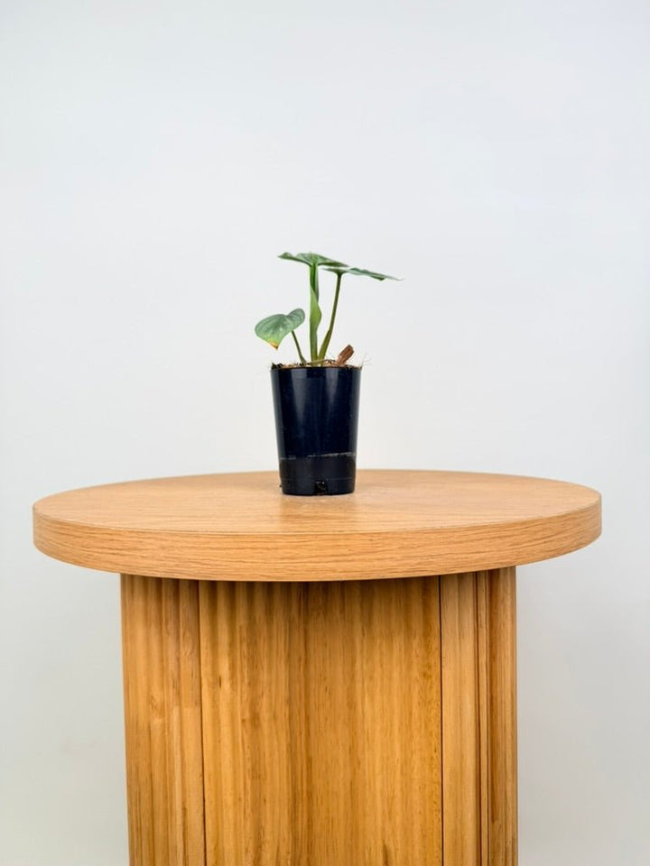 Philodendron Plowmanii - Narrow Form | Uprooted