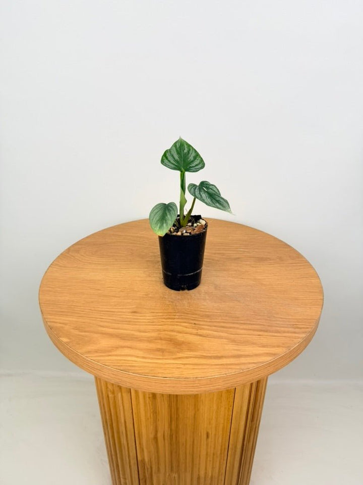 Philodendron Plowmanii - Narrow Form | Uprooted