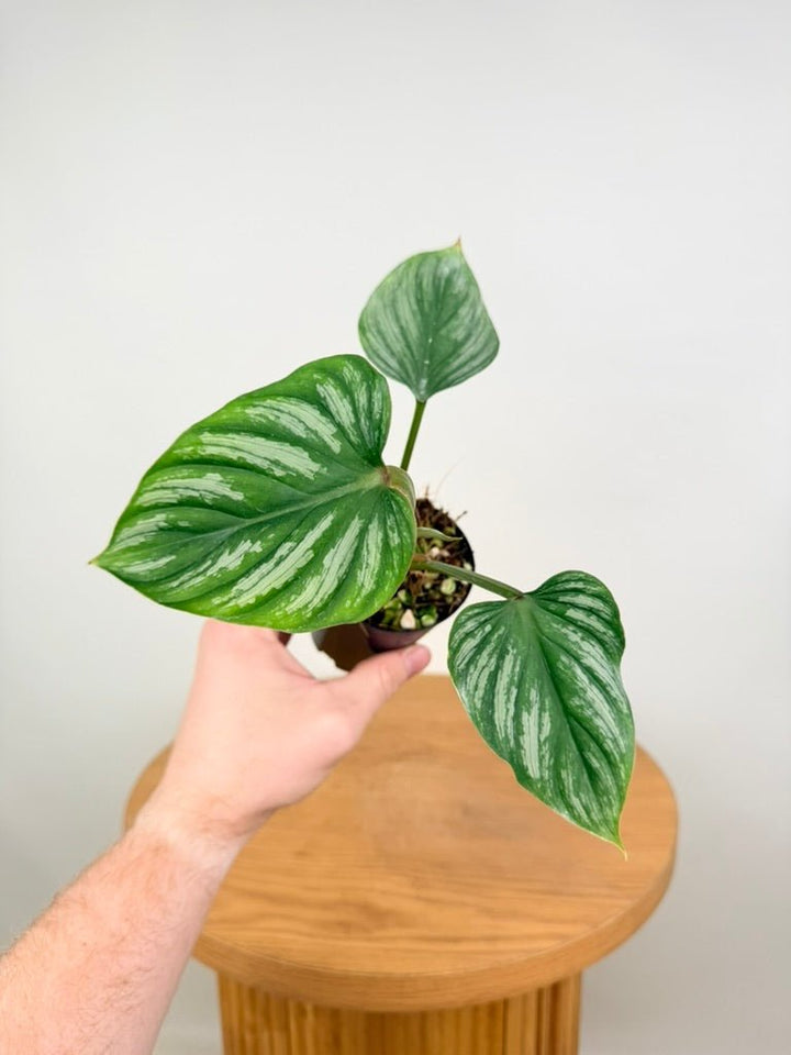 Philodendron Plowmanii - Narrow Form | Uprooted