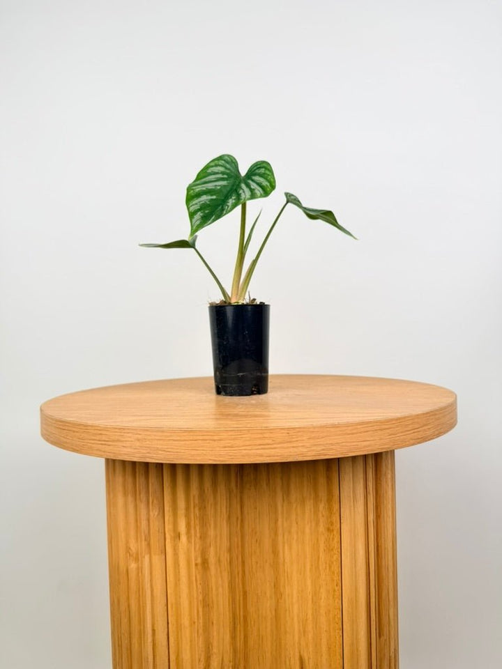 Philodendron Plowmanii - Narrow Form | Uprooted