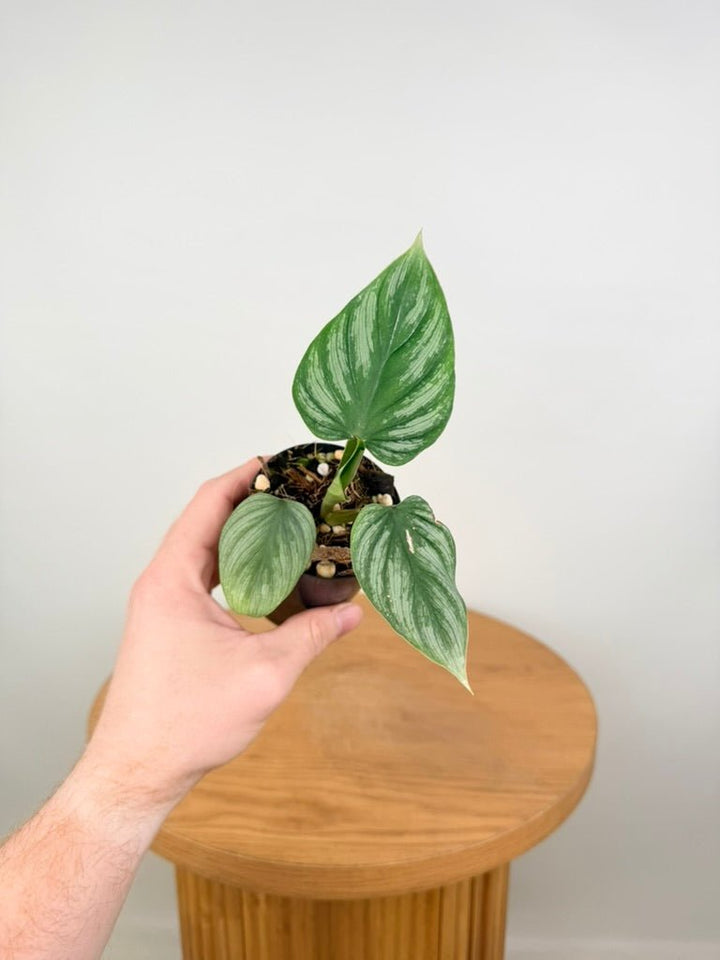 Philodendron Plowmanii - Narrow Form | Uprooted